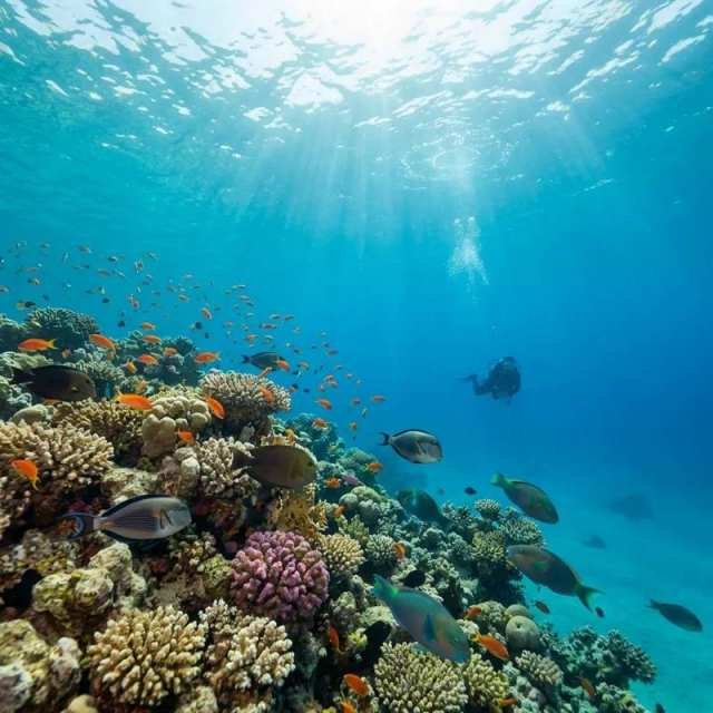 Eine majestĂ€tische Meeresschildkröte schwimmt ĂŒber einem bunten Korallenriff im kristallklaren Roten Meer. Perfekte Bedingungen zum Tauchen in Hurghada im Mai abseits der Touristenmassen.